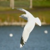 Common Gull.