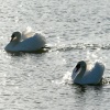 Mute Swans