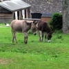 Donkeys