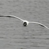 Black Headed Gull