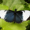 Tropical Butterfly