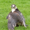 From the Falconry Display