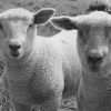 Lambs