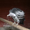 Gandalf-Purells Griffon Vulture