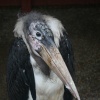 Mandy-Marabou Stork