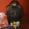 Duke-Harris Hawk