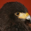 Duke-Harris Hawk
