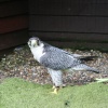 Saxon-Gyr Peregrine