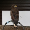 Sima-White Tailed Sea Eagle