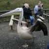 Elizebeth and Griff-Pelicans