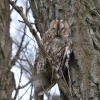 Sleeping Tawny Owl