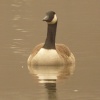 A Greylag goose on the Canal in Mossley