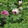 Roses: Hidcote Manor Garden