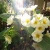 Primroses in bright sunlight, Steeple Claydon, Bucks