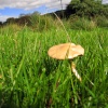 Mushroom?