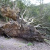 Fallen tree