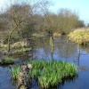 The stagnant pond at Denaby Ings