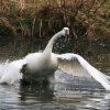 Bewick's Swan.