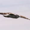 Common Gull.