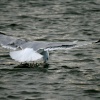 Herring Gull fishing.