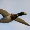 Mallard.