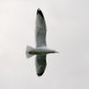 Herring Gull.