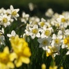Daffodils on the village green, Thornborough, Bucks