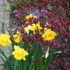 Daffodils