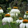 White Echinacea