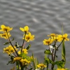 Marsh Marigold, Enslow Wharf, Oxford Canal near Bletchingdon, Oxon