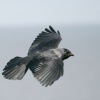 Jackdaw.
