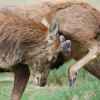 Red Deer