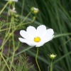 White Cosmos