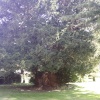 Second oldest tree in England