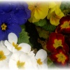 Spring flowers in England