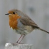 A Robin with a fly in it's beak