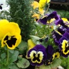 More Flowers
