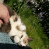 Cat and blubells, Steeple Claydon, Bucks