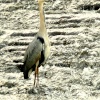 Grey Heron, River Tame, Mossley, Lancashire