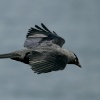 Jackdaw.