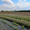 Wolds Way Lavender Farm