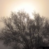Tree in the mist