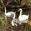 River Chess, Autumn
