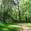 Marles Wood