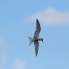 Common Tern.