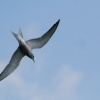 Common Tern.