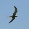 Common Tern.