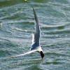 Common Tern Feeding.