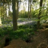 Badger sett in idyllic setting, Bernwood Forest, Botolph Claydon, Bucks