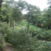 Trebah Garden
